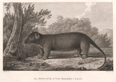 An Opossum Van Diemen's Land